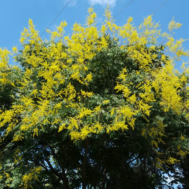 Plant image Koelreuteria bipinnata
