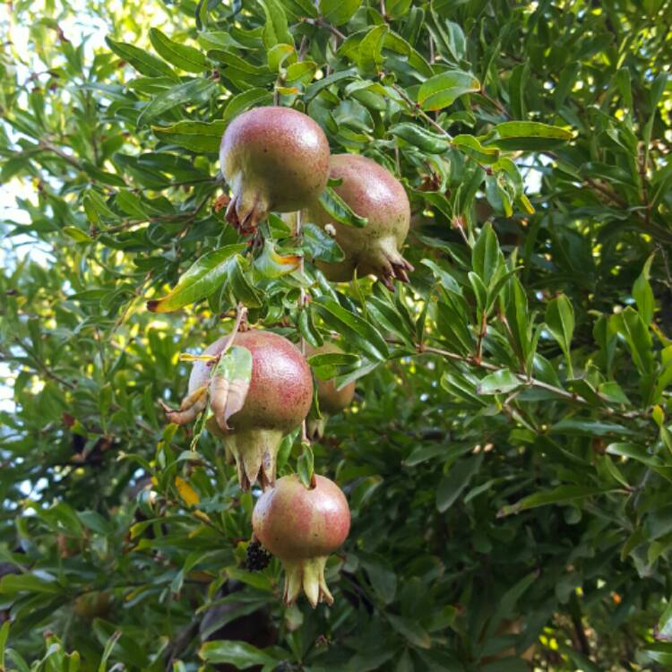 Plant image Punica granatum 'Nana'