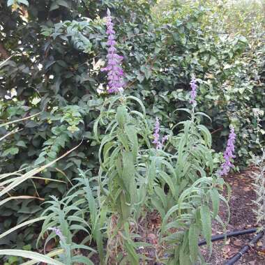 Salvia leucantha 'Santa Barbara'