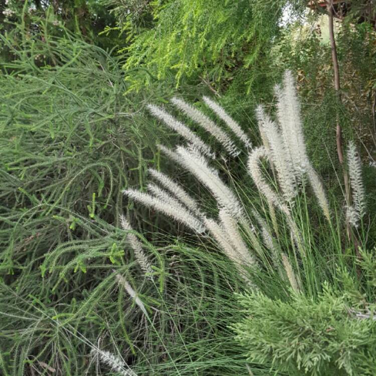 Plant image Pennisetum advena 'Fireworks' syn. Pennisetum setaceum 'Fireworks'