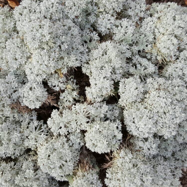 plant image 253350