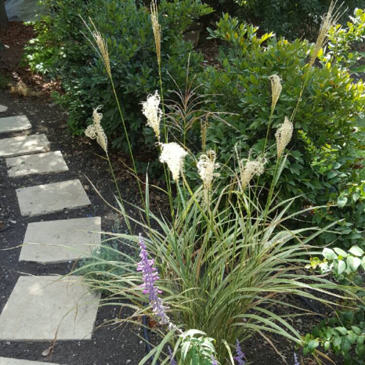 Plant image Miscanthus sinensis 'Variegatus'