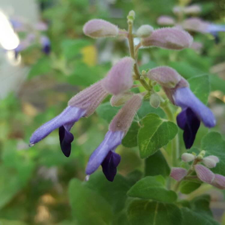 Plant image Salvia Semiatrata