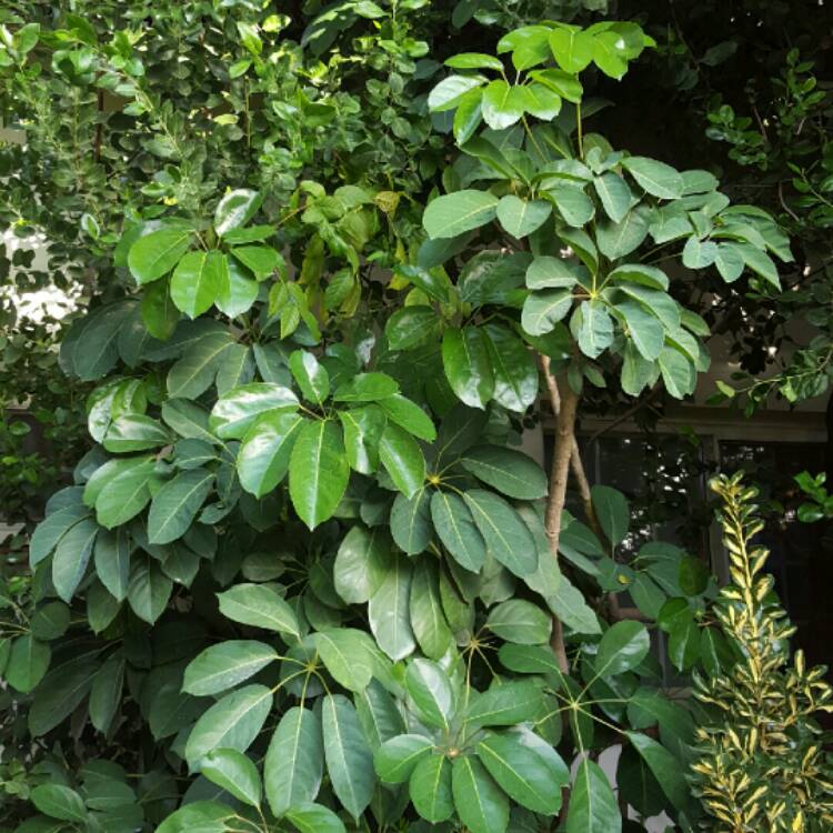 Plant image Schefflera actinophylla