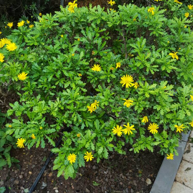 Plant image Euryops chrysanthemoides