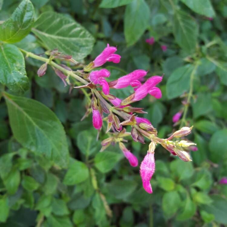 Plant image Salvia chiapensis