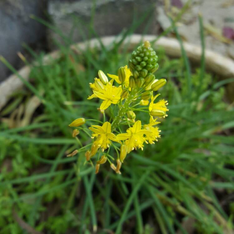 Plant image Bulbine frutescens