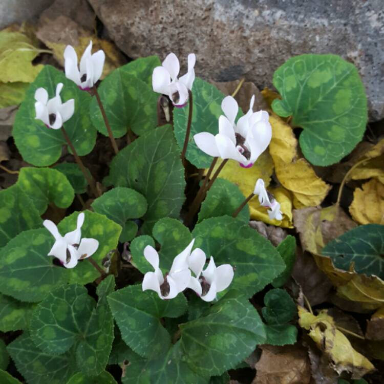 Plant image Cyclamen persicum