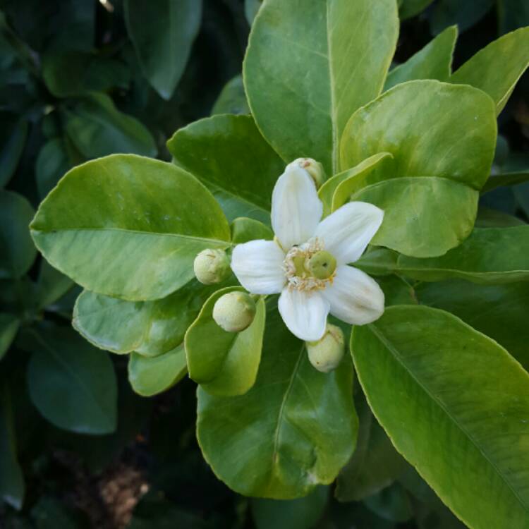 Plant image Citrus maxima