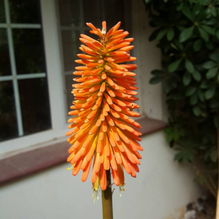 Plant image Kniphofia 'Winter Cheer'