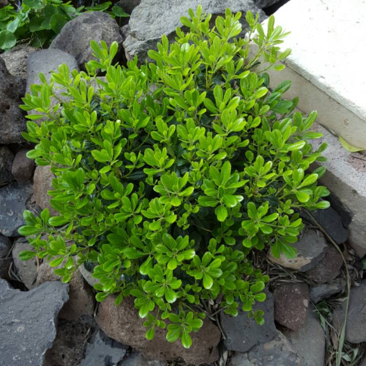 Plant image Pittosporum tobira 'Wheeler's Dwarf'