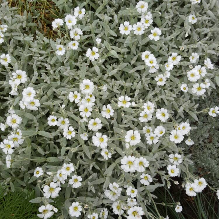 Plant image Cerastium tomentosum