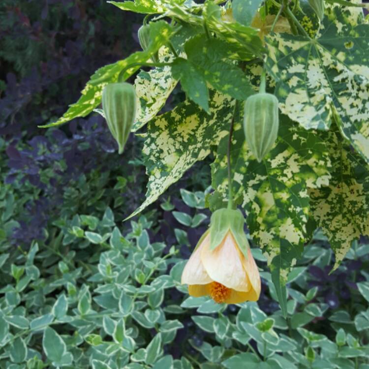 Plant image Abutilon pictum 'Thompsonii'