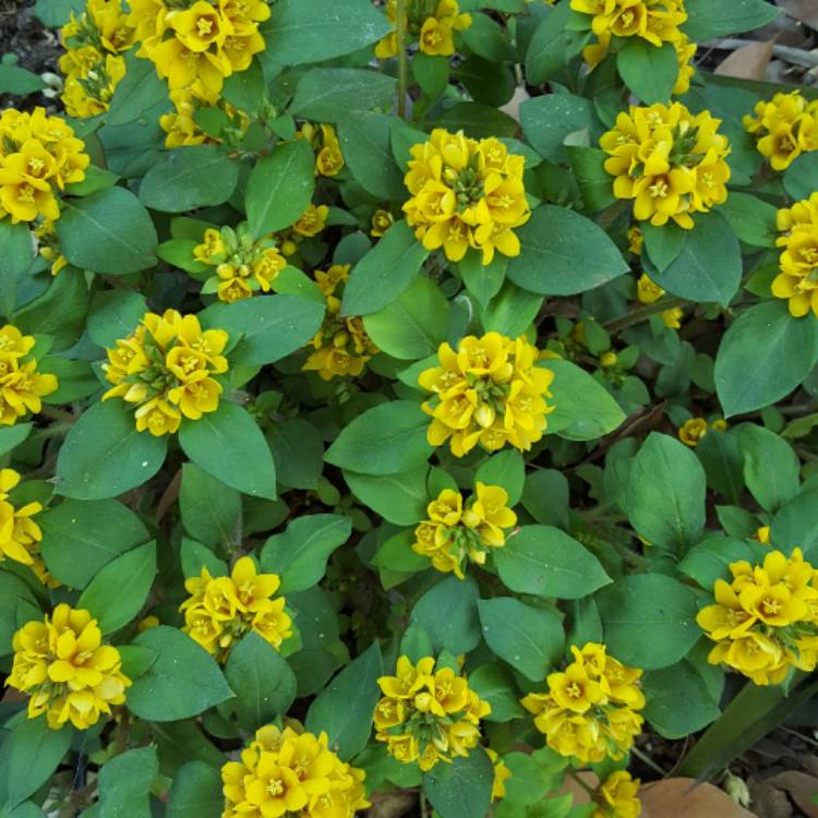 Plant image Lysimachia congestiflora