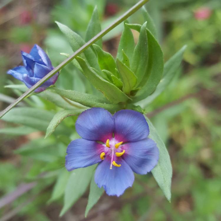 Plant image Anagallis Monelli 'Sky Lover'