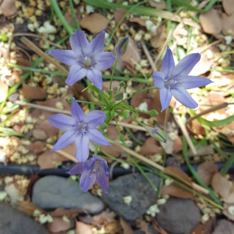 Plant image Triteleia 'Queen Fabiola' syn. Brodiaea 'Queen Fabiola'