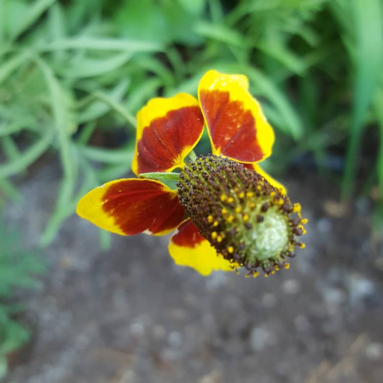 Plant image Ratibida columnifera