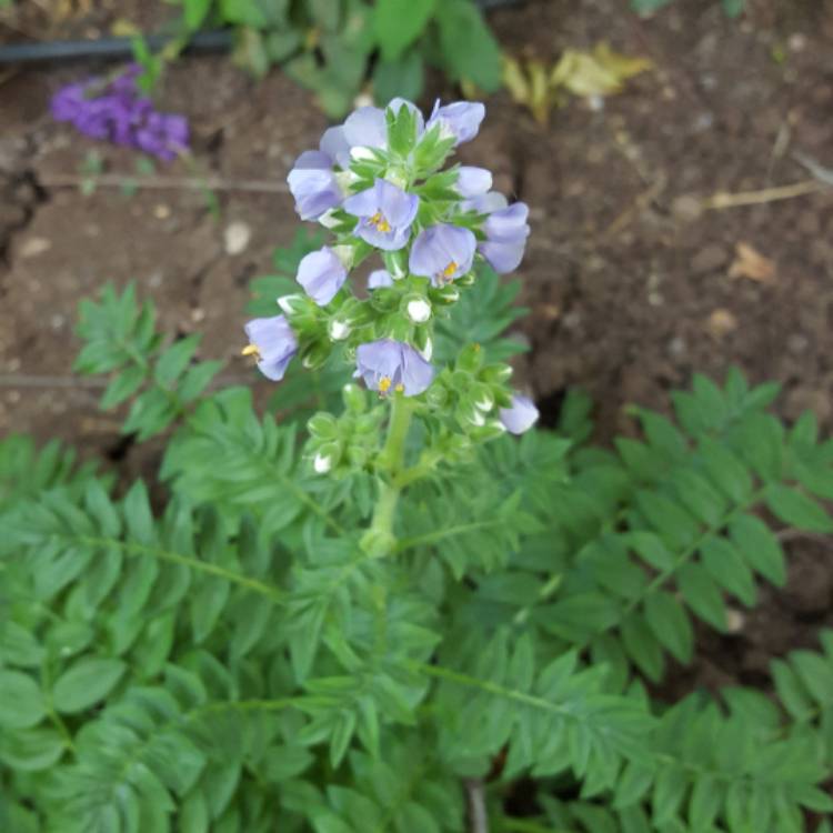 Plant image Polemonium boreale 'Heavenly Habit'