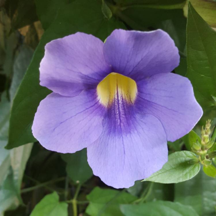 Plant image Thunbergia grandiflora