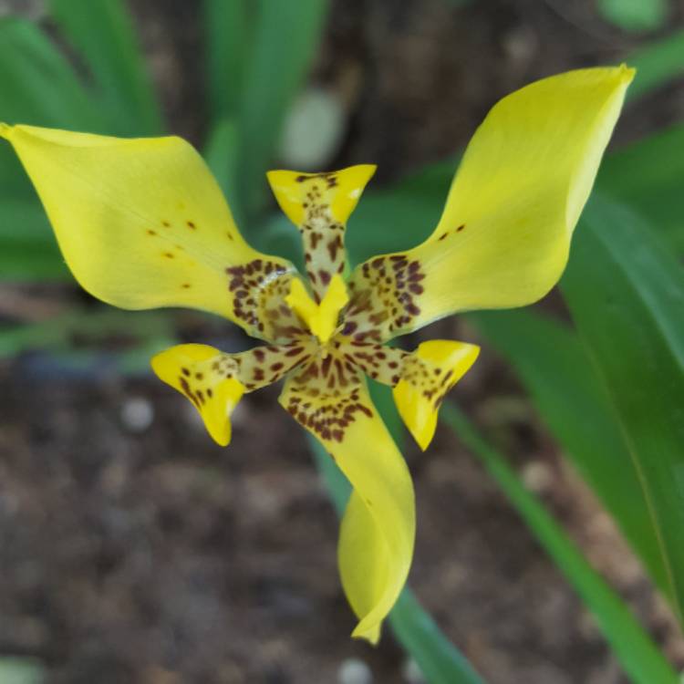 Plant image Neomarica Longifolia