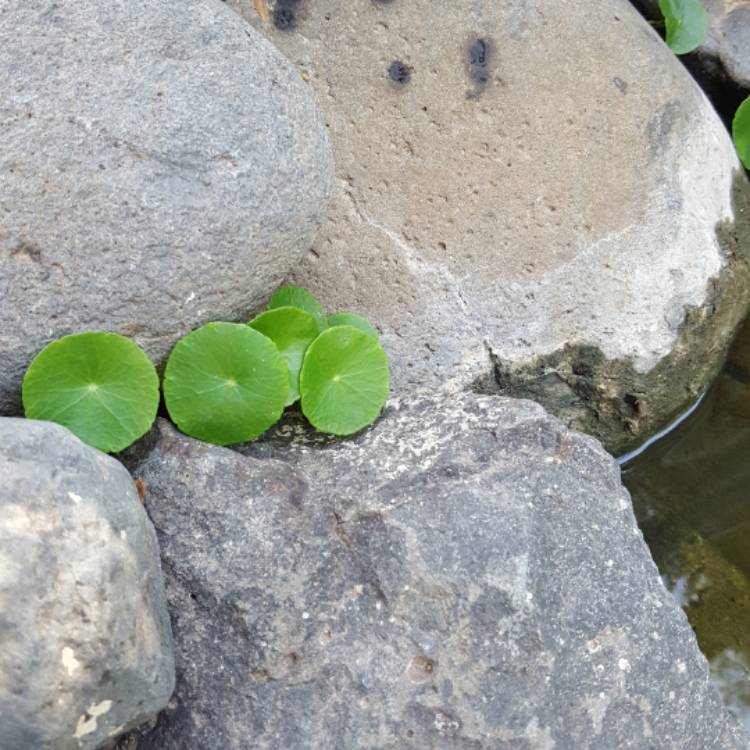 Plant image Hydrocotyle vulgaris