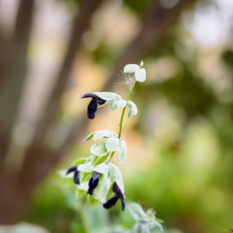 Plant image Salvia Discolor