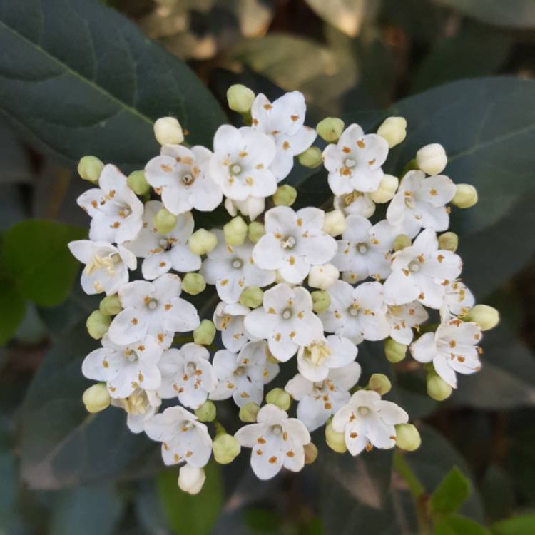 Plant image Viburnum tinus