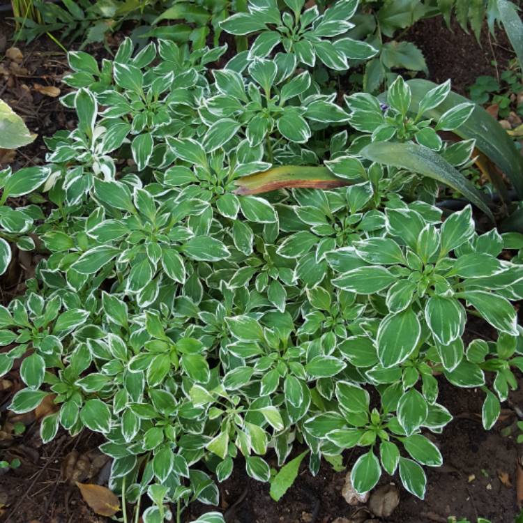 Plant image Alstroemeria psittacina 'Royal Star' syn. Alstroemeria psittacina 'Variegata'