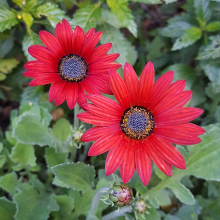 Plant image Arctotis 'Pink Sugar'