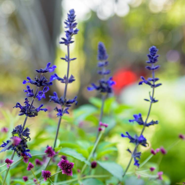 Plant image Salvia 'Indigo Spires'