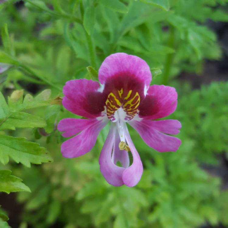 Plant image Schizanthus pinnatus