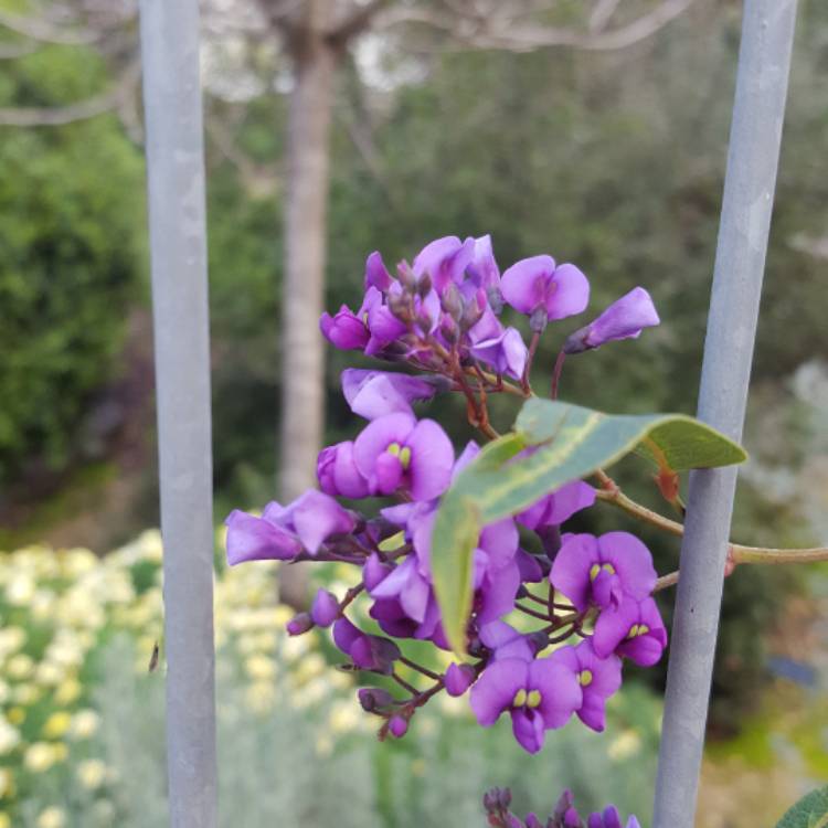 Plant image Hardenbergia comptoniana