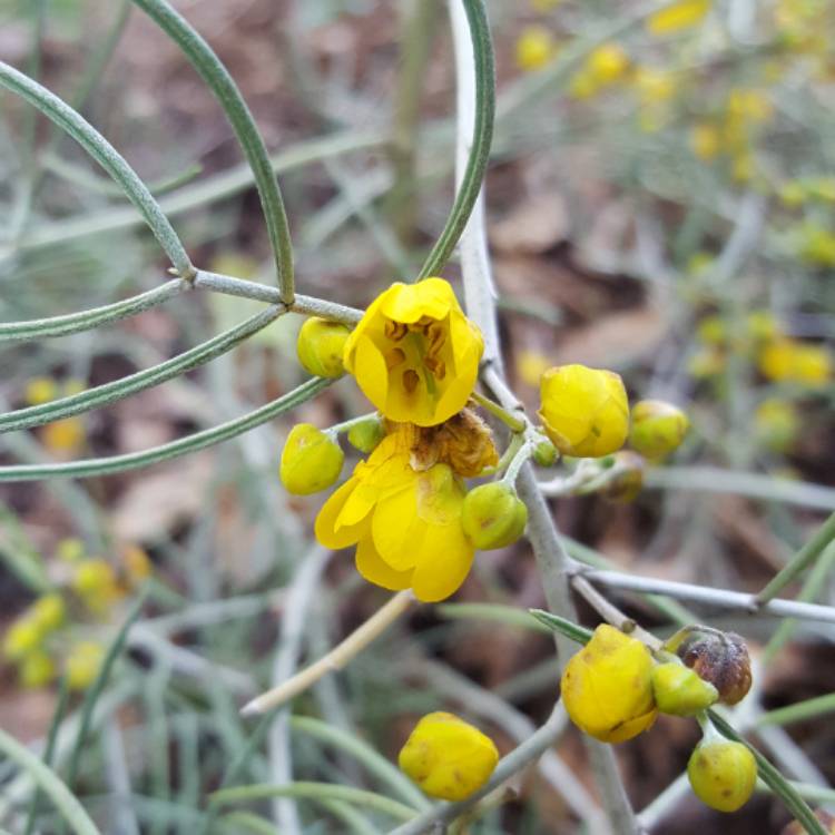 Plant image Senna artemisioides