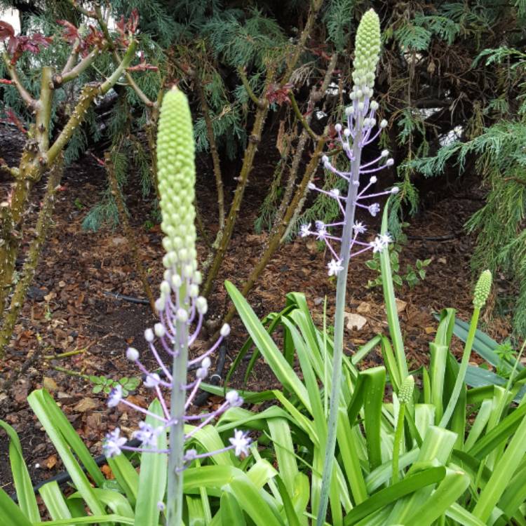 Plant image Scilla hyacinthoides