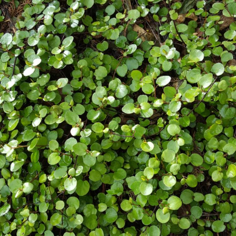 Plant image Muehlenbeckia complexa