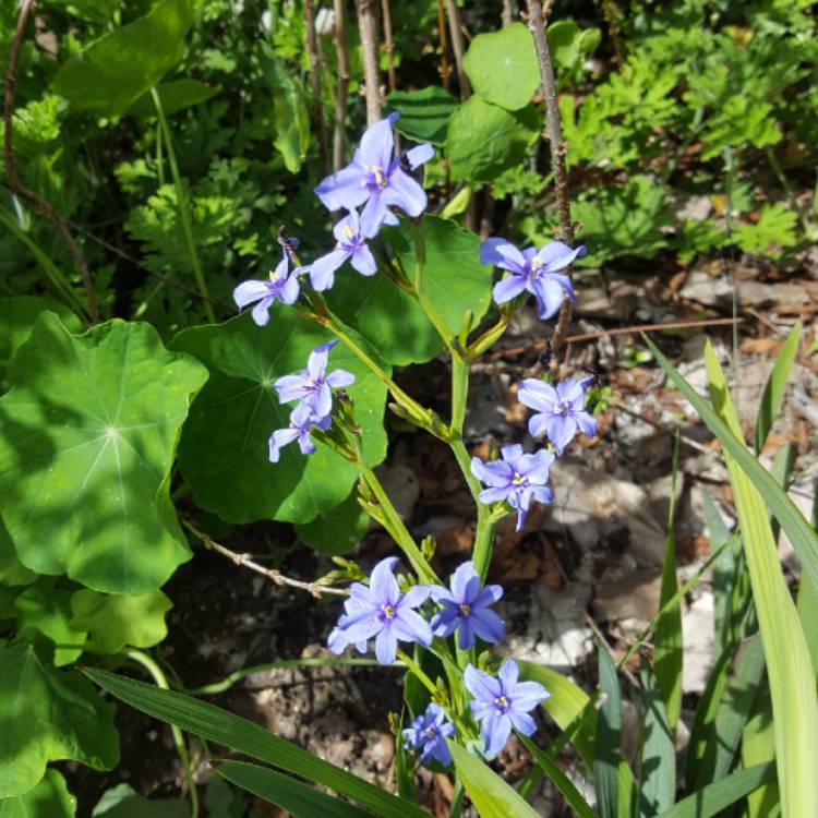 Plant image Aristea ecklonii