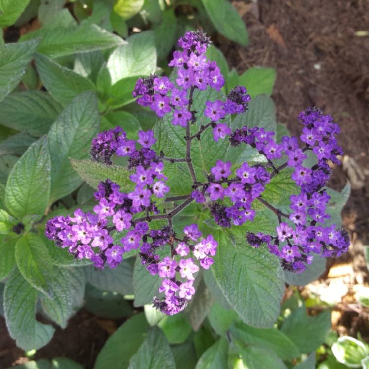 Plant image Heliotropium arborescens 'Marine'