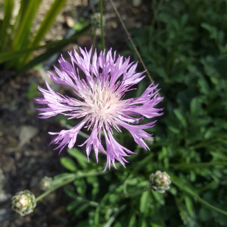 Plant image Centaurea 'Bella'