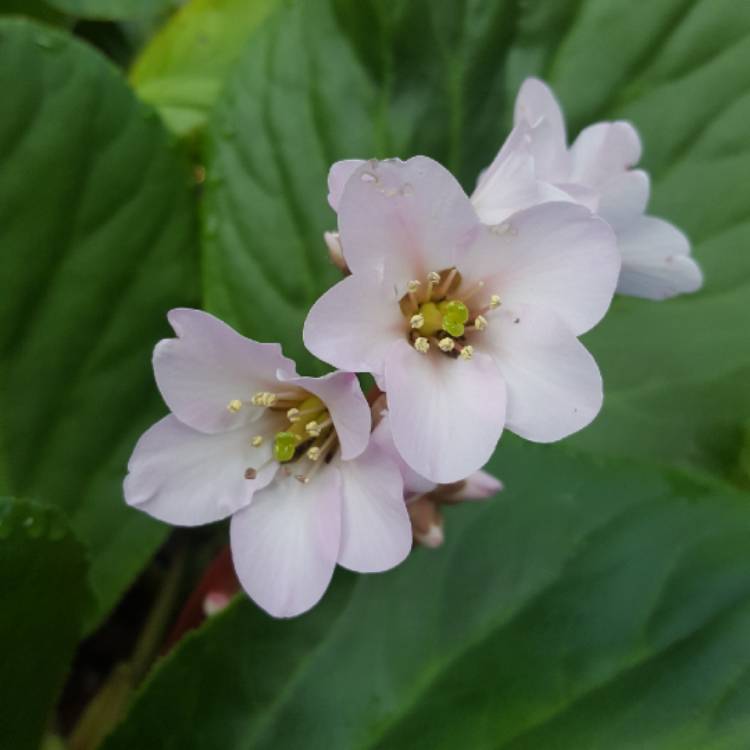 Plant image Bergenia cordifolia