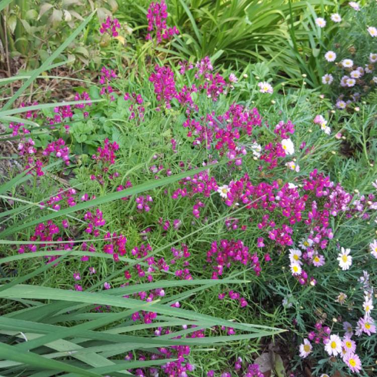 Plant image Linaria maroccana