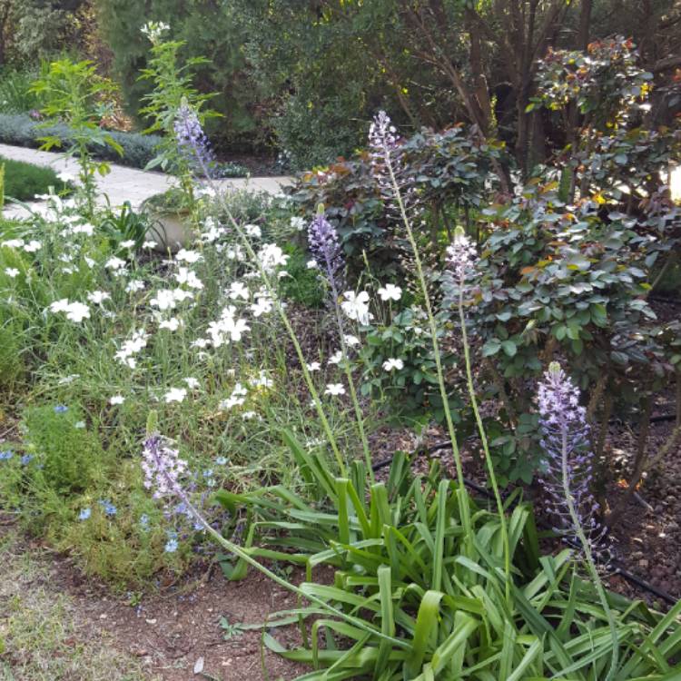 Plant image Scilla hyacinthoides