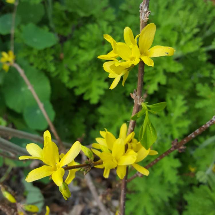 Plant image Forsythia suspensa