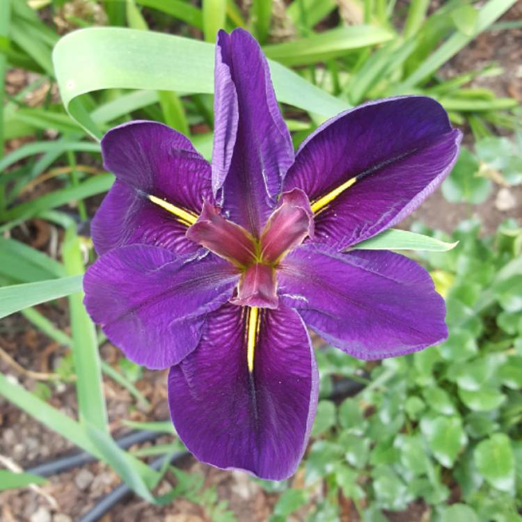 Plant image Iris 'Black Gamecock'