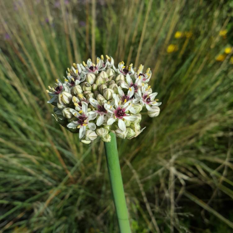 Plant image Allium nigrum syn. Allium multibulbosum, Allium nigrum var. multibulbosum