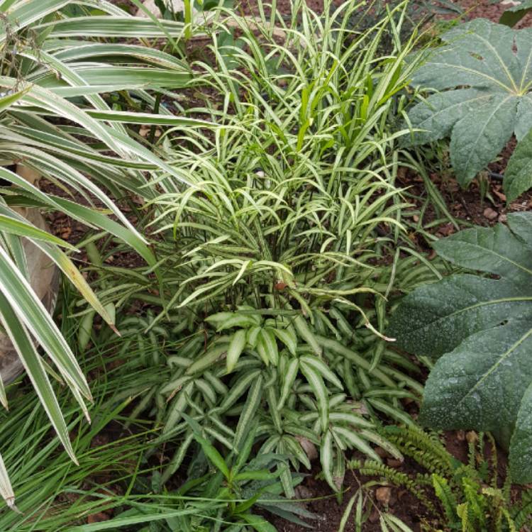 Plant image Pteris Creticia