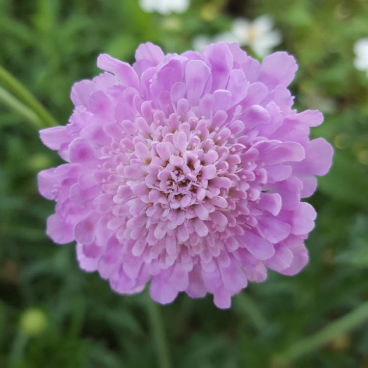 Plant image Scabiosa incisa 'Kudo'