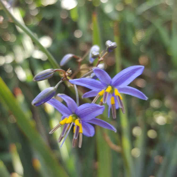 Plant image Dianella revoluta  'Little Rev™'