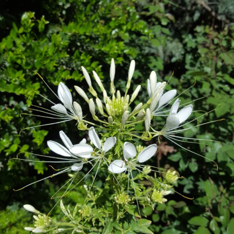 Plant image Cleome spinosa 'Helen Campbell'