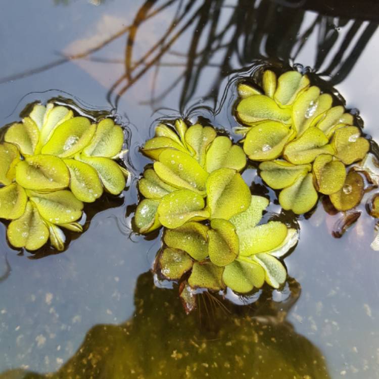 Plant image Salvinia Natans