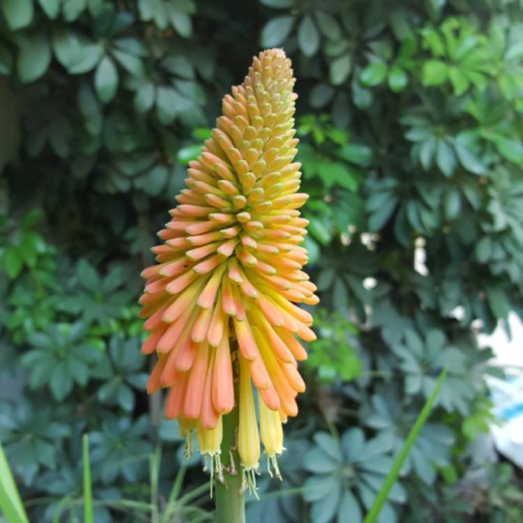 Plant image Kniphofia 'Winter Cheer'